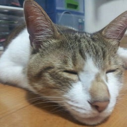 画像 オムレツっぽい？☆ TT の記事より 1つ目