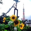 ヒマワリと東京タワーと太陽光＆風力発電♪の画像