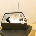Cats love boxesの記事より