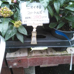 でかい青虫１