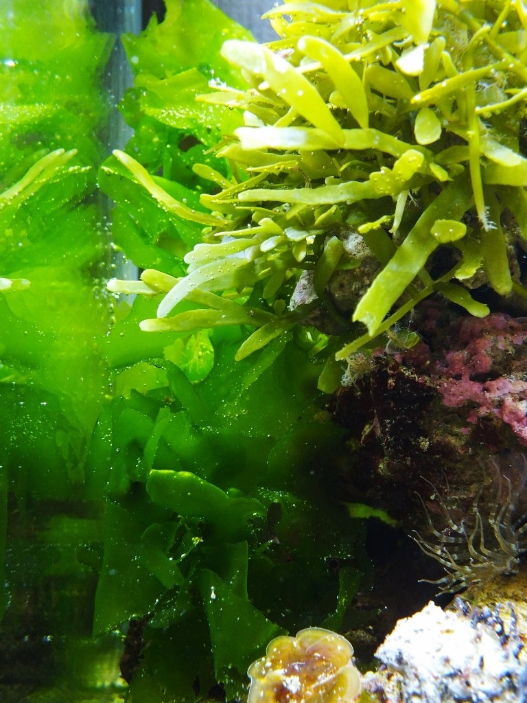 現在の海藻水槽 | けやりんのブログ