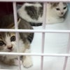 9月2日（火）保護２子猫連れて動物病院へ（子猫の検診と里親様）の画像