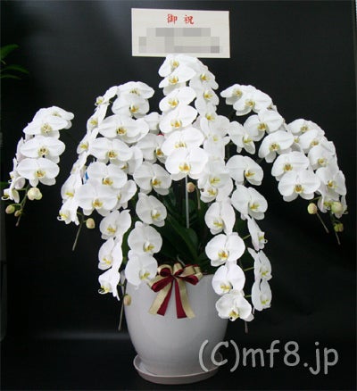 兵庫県神戸市の新社屋落成祝いに胡蝶蘭をお届けしました Mf8jpのブログ 兵庫県神戸市の新社屋落成祝いに胡蝶蘭をお届けしました Mf8jpのブログ