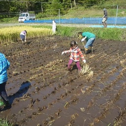 画像 たんぼの学校３　収穫 の記事より 5つ目