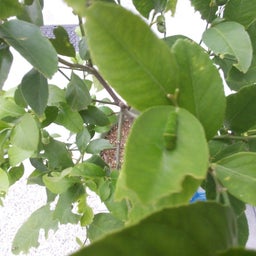 レモンの木と青虫２