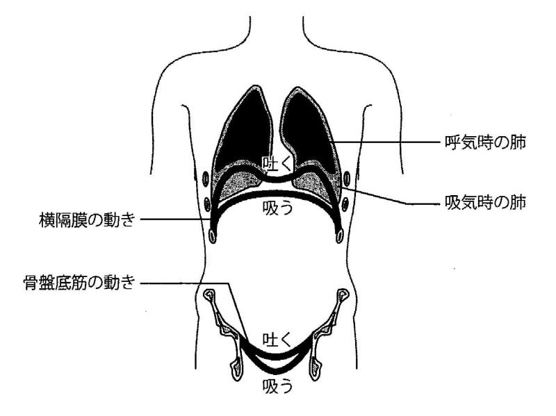 呼吸時の横隔膜・骨盤底筋