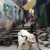 バラナシ町歩きと逃避願望の画像