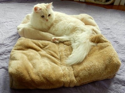 15分で作った猫の冬用布団 大人気です 猫だらけ 猫だらけの家主オフィシャルブログpowered By Ameba