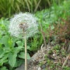 けさの庭　１０/ ７　たんぽぽの画像
