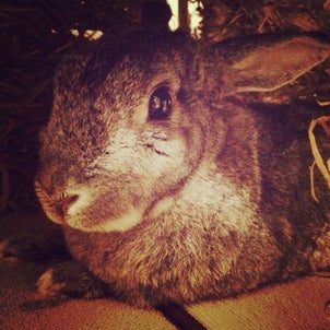 Sleep is better than medicine.の画像