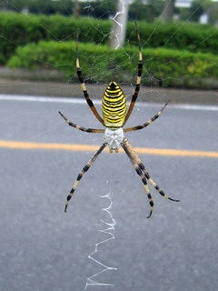 一枚の写真32 黄色い蜘蛛 ぶらぶら散歩日記