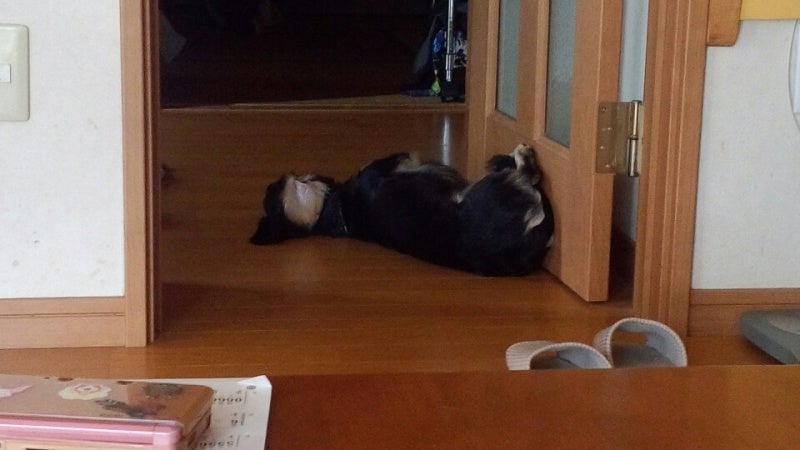 投稿写真