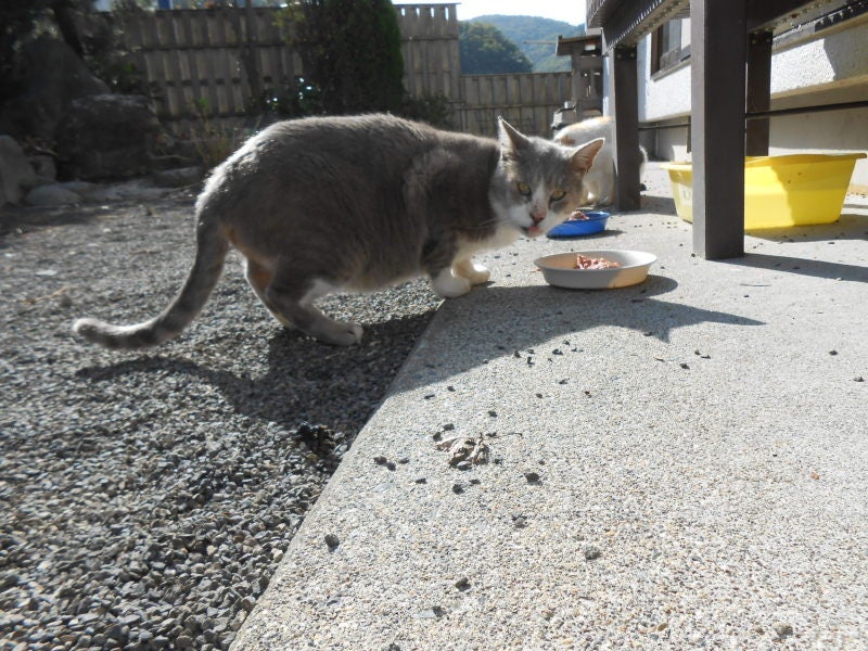 福島入り　４2度目　飯舘村猫TNR活動と給餌活動　１０/１２　２日目の記事より