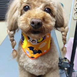 画像 10月22日のお友達 の記事より 2つ目