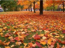 10月24日の色は 赤朽葉色 Colors Matsuyama