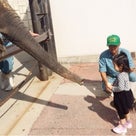 【福山市立動物園】はじめてのゾウさんにエサやりの記事より
