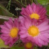 時雨　秋の天気は変わりやすく今日も晴れの予報が・・・ポツポツ　　　　菊の花が陽に映えるの画像