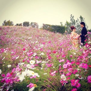 コスモス畑 写真 香川県 結婚式写真の画像