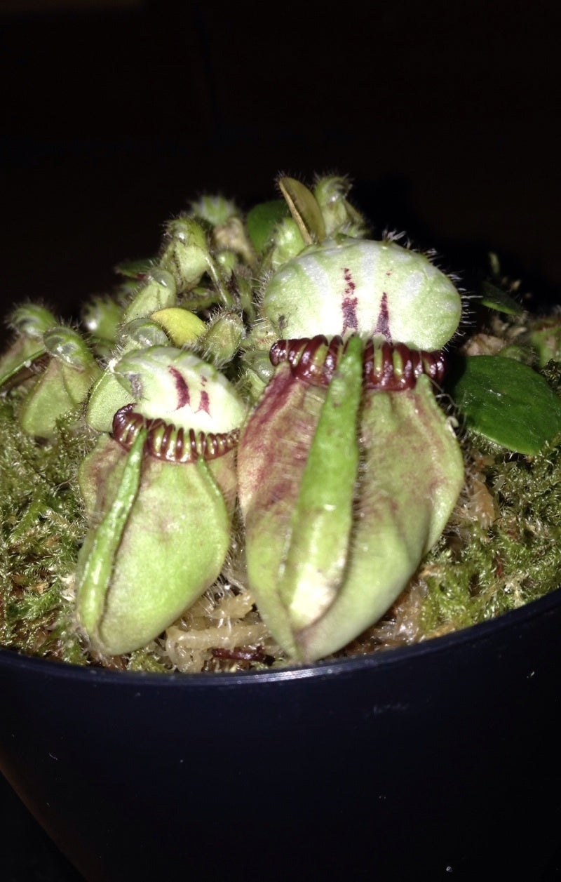 セファロタス・フォリキュラリス | 基本的には見た目が変な植物が好き
