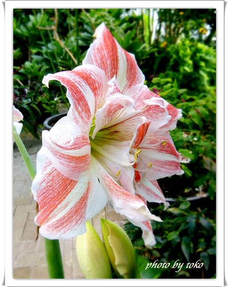 アマリリス トコの花ブログ