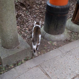 投稿写真