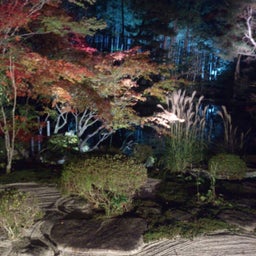 投稿写真