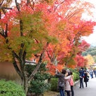 嵐山、天龍寺の紅葉が見ごろです。の記事より
