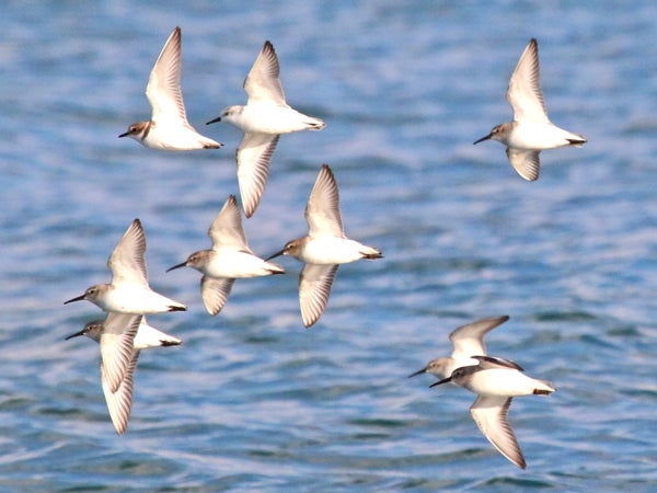 千鳥達の飛び姿 シンゾウ ケンイチ のブログ