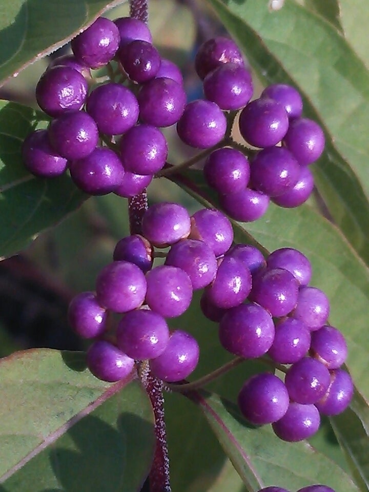コムラサキ（小紫）・季節の花と花言葉 kensan0427さんのﾌﾞﾛｸﾞ