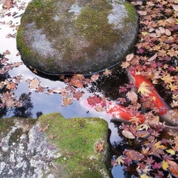 画像 京都の紅葉☆ TT の記事より 8つ目