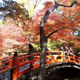 画像 京都の紅葉☆ TT の記事より 4つ目
