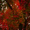 『 紅葉 と 落ち葉 と モフモフ と  』の画像
