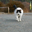 福島入り43度目　飯舘村猫　リターン活動と、犬の搬送　３日目　１１/２４の記事より