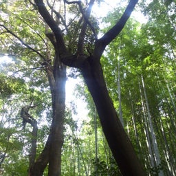 投稿写真