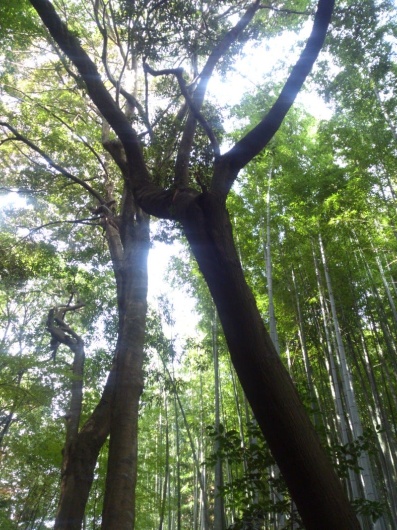 投稿写真