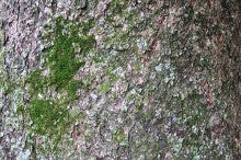 苔生す樹皮