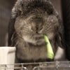 ぼののﾀﾞﾝﾃﾞｨｽﾞﾑの画像
