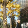 街路樹の黄葉も見納めの画像