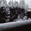 名古屋は大雪の画像