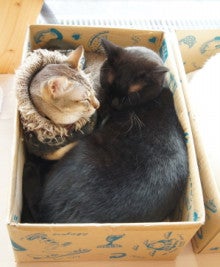 ３ １ 基本は毛布と段ボール 猫ベッド 猫カフェ計画 お家猫カフェ運営日記