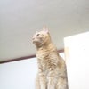 やっぱり何か…の画像