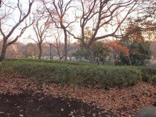 ツツジ 寒さに強い平戸系 久留米系は葉の色で花の色がわかる 驚きの日々 日刊 祖師谷公園をめぐる四季