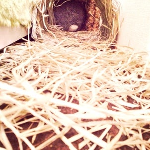 Pinch is chance!の画像