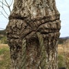 木と同化した綱の画像