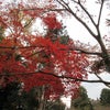 京都旅行⑨　～紅葉～の画像