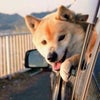 ※見つかりました！【捜しています】香川県三豊市三野町よりオスの柴犬が行方不明！の画像