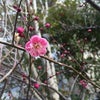 梅が咲いた^_^の画像
