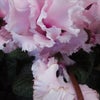 今日の誕生花　１/２３（月）の画像
