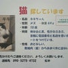 【捜しています】坂出市横津町３丁目より白黒長毛の猫が行方不明の画像