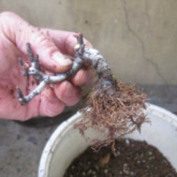 画像 盆栽：苗木は根から の記事より 3つ目